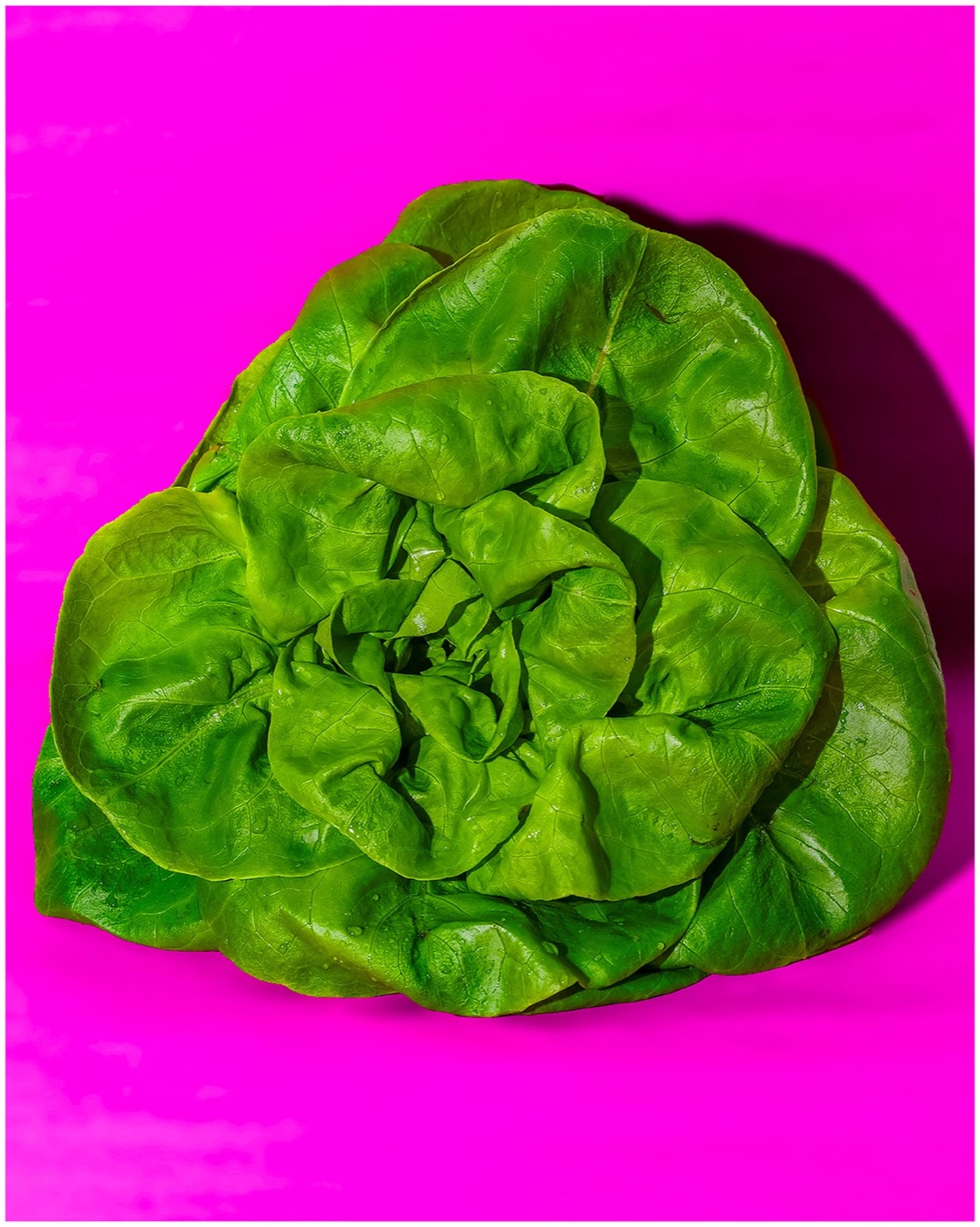 Head of green lettuce against a magenta ground