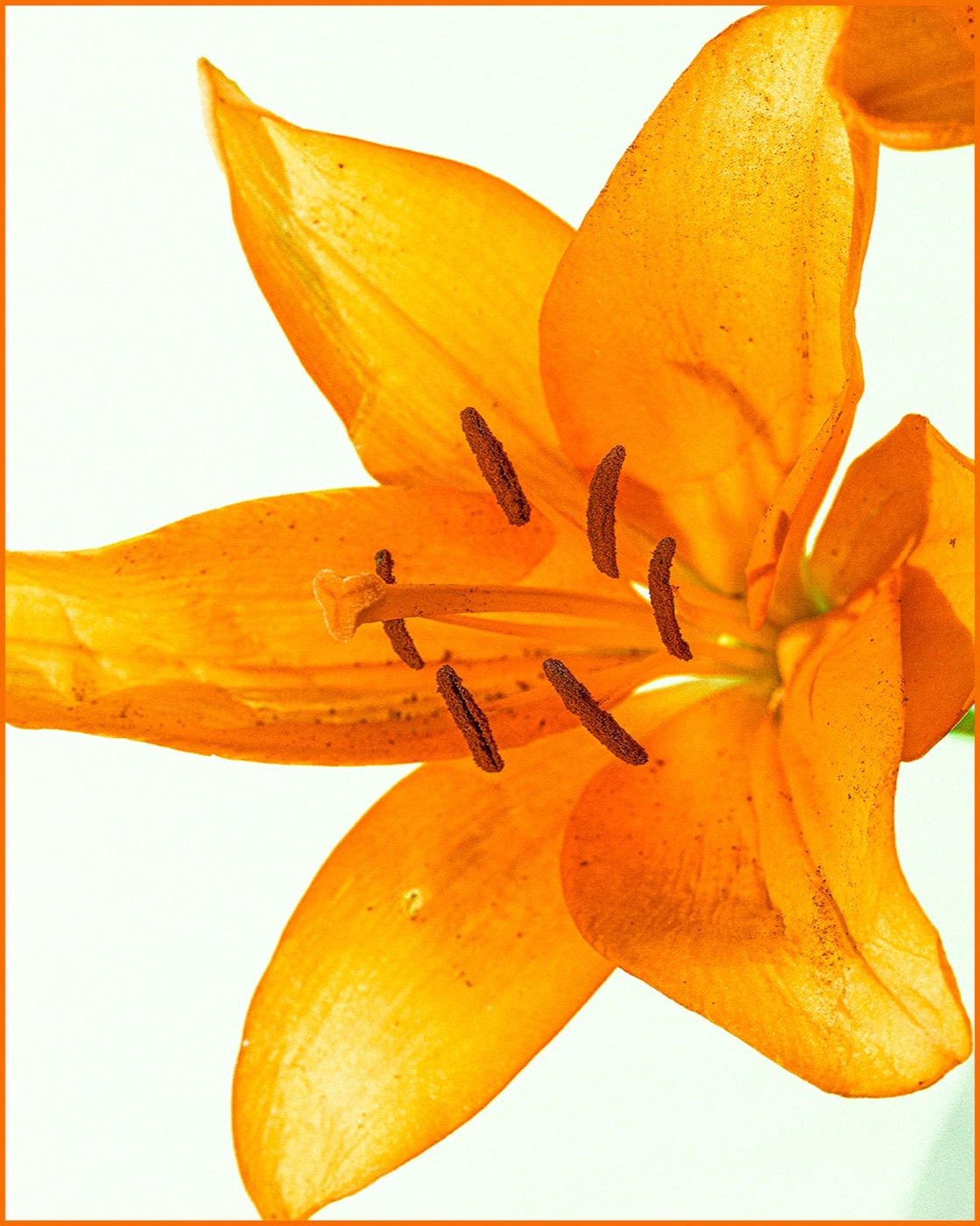 Single orange lily against a white ground