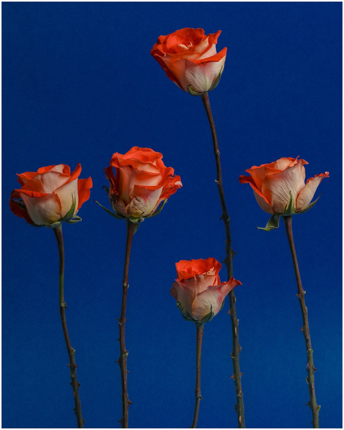 Row of poppies against a blue ground
