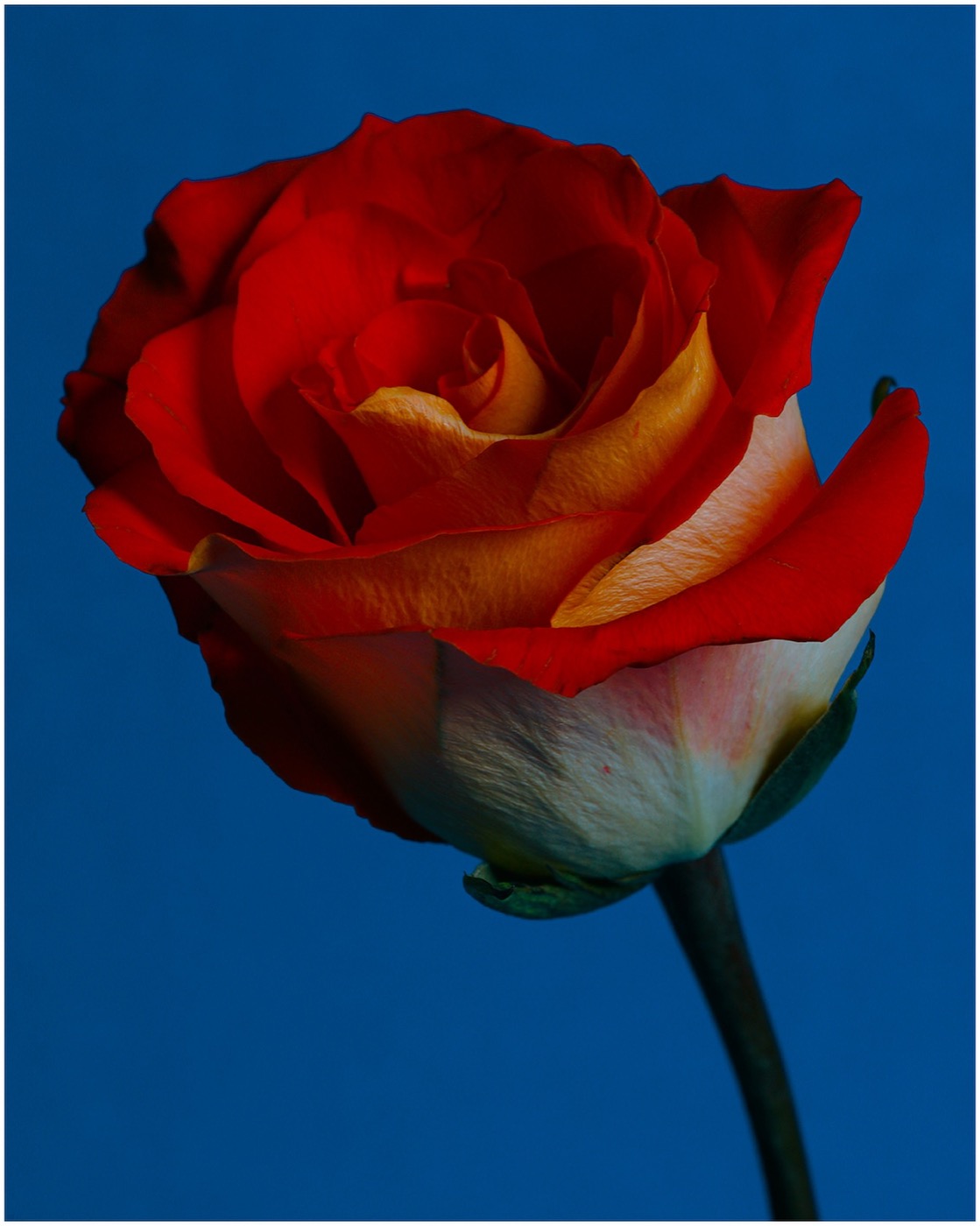Single red rose against a red ground